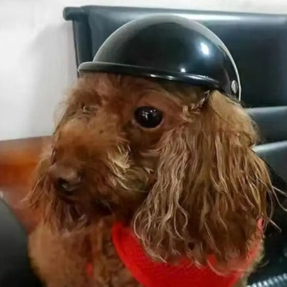 Casco protector para mascotas